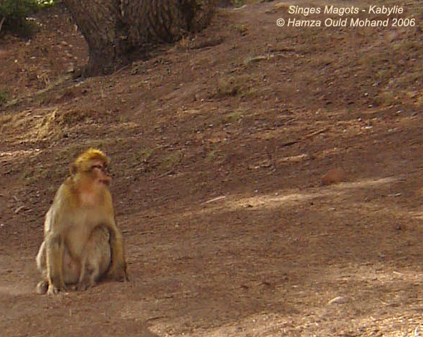 Singes Magots